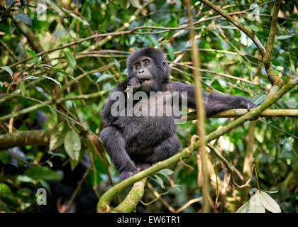 Jolie jeune gorille de montagne [Gorilla beringei beringei], la forêt impénétrable de Bwindi, en Ouganda, l'Afrique Banque D'Images