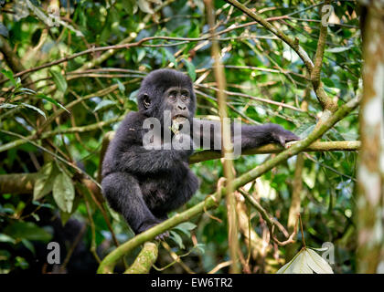 Jolie jeune gorille de montagne [Gorilla beringei beringei], la forêt impénétrable de Bwindi, en Ouganda, l'Afrique Banque D'Images