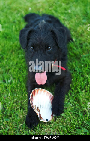 Jack Russel terrier joue avec un shell comme un jouet Banque D'Images