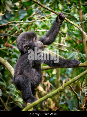 Jolie jeune gorille de montagne [Gorilla beringei beringei], la forêt impénétrable de Bwindi, en Ouganda, l'Afrique Banque D'Images