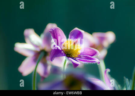 Anémone pulsatille (Pulsatilla vulgaris) en fleurs, macro détail Banque D'Images