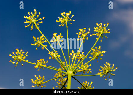 Le fenouil fleur avec du ciel bleu Banque D'Images