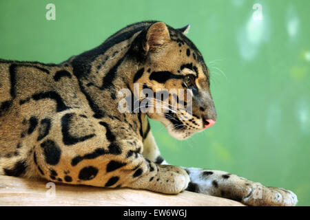La panthère nébuleuse (Neofelis nebulosa) au Zoo de Prague, République tchèque. Banque D'Images