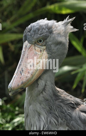 Bec-en-sabot du Nil (Balaeniceps rex), également connu sous le nom de whalehead ou shoe-billed stork au Zoo de Prague, République tchèque. Banque D'Images