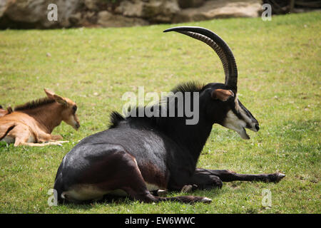 Hippotrague (Hippotragus niger), également connu sous le nom de l'antilope noire au Zoo de Prague, République tchèque. Banque D'Images