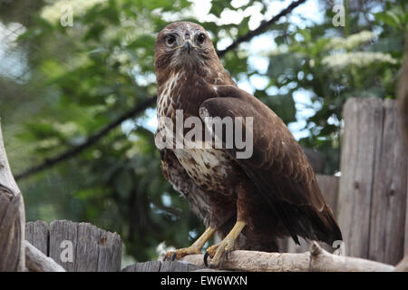 Eurasian buzzard (Buteo buteo), également connu sous le nom de la buse variable au Zoo de Prague, République tchèque. Banque D'Images