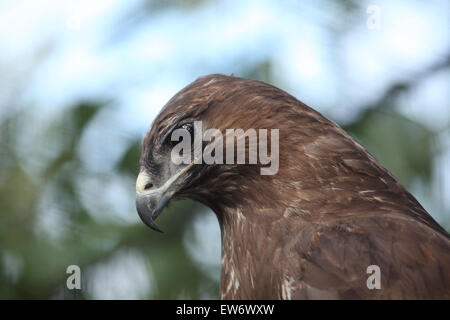 Eurasian buzzard (Buteo buteo), également connu sous le nom de la buse variable au Zoo de Prague, République tchèque. Banque D'Images