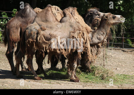 Le troupeau de chameaux de Bactriane (Camelus bactrianus) au Zoo de Prague, République tchèque. Banque D'Images