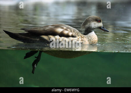 Crested duck (Lophonetta specularioides) au Zoo de Prague, République tchèque. Banque D'Images