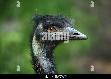 L'UEM (Dromaius novaehollandiae) au Zoo de Prague, République tchèque. Banque D'Images