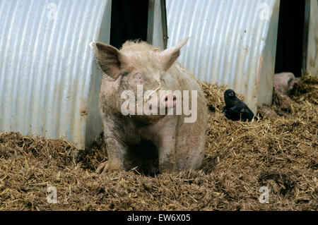 Les porcs domestiques devant sa porcherie métal sty pensty piggery, cochon, cochon de décrochage-sty (Sus scrofa domestica) Banque D'Images