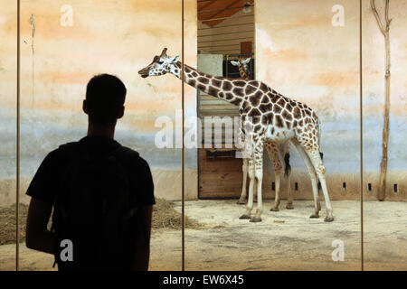 Visiteur regarde les Rothschild Girafe (Giraffa camelopardalis rothschildi) au Zoo de Prague, République tchèque. Banque D'Images