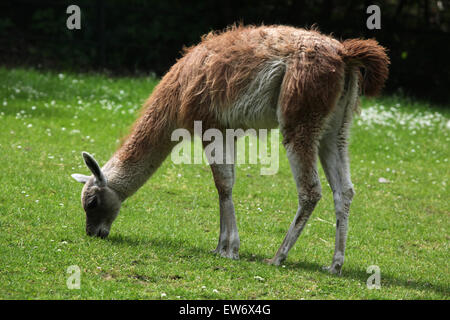 Guanaco (Lama guanicoe), aussi connu sous le guanaco lama au Zoo de Prague, République tchèque. Banque D'Images