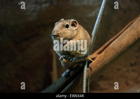 Gundi (Ctenodactylus gundi commun) au Zoo de Prague, République tchèque. Banque D'Images