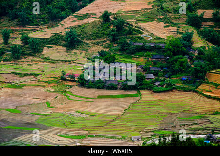 Champ de riz en terrasses dans la région de Sapa, Vietnam Banque D'Images