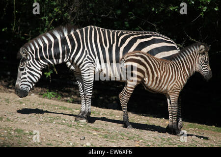 Le zèbre de Grant (Equus quagga boehmi) au Zoo de Prague, République tchèque. Banque D'Images