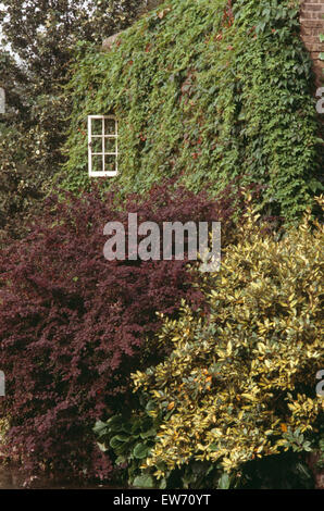 Berberis et euonymus devant jardin d'une maison avec un mur recouvert de parthenocissus Banque D'Images