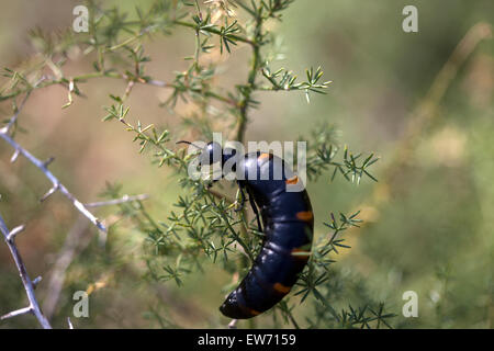 Un scarabée Meloe Majalis est perché sur une plante épineuse en Prado del Rey, La Sierra de Cadiz, Andalousie, Espagne Banque D'Images