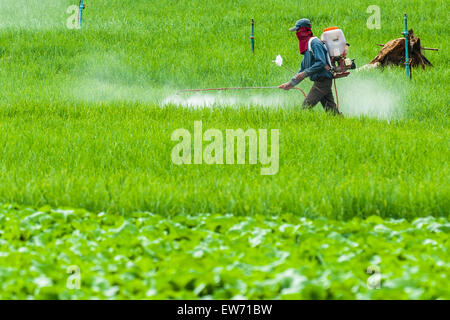 La pulvérisation de pesticide sur l'agriculteur Terrasse rizières dans le district de Mae Chaem Chiang Mai, Thaïlande Banque D'Images