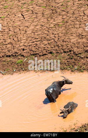 Buffalo se détendre se vautrer dans un bassin d'eau boueuse Banque D'Images