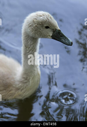 Cygne au Tehidy Woods, Redruth, Cornwall, Angleterre Banque D'Images