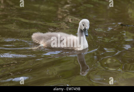 Cygne au Tehidy Woods, Redruth, Cornwall, Angleterre Banque D'Images