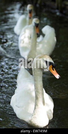 Cygne au Tehidy Woods, Redruth, Cornwall, Angleterre Banque D'Images