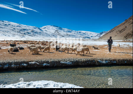 Changpa Nomad est troupeaux de pâturage près de l'eau Banque D'Images