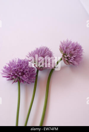 ciboulette Banque D'Images