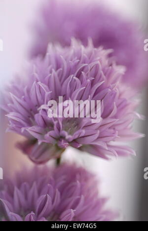 fleurs de ciboulette Banque D'Images