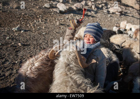 Jeune fille avec des chèvres Pashmina Changpa Banque D'Images