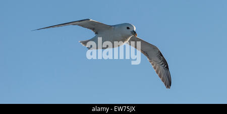 Le Fulmar boréal (Fulmaris glacialis) en vol, le Groenland Banque D'Images