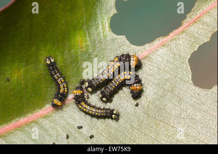 Les chenilles de papillon gomme jeune empereur Banque D'Images