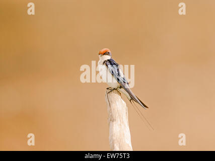 Common Swift Parc National Kruger en Afrique du Sud Banque D'Images