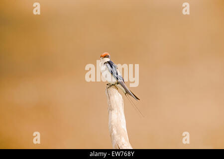 Common Swift Parc National Kruger en Afrique du Sud Banque D'Images