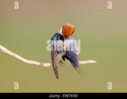 Common Swift Parc National Kruger en Afrique du Sud Banque D'Images