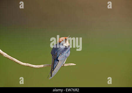 Common Swift Parc National Kruger en Afrique du Sud Banque D'Images