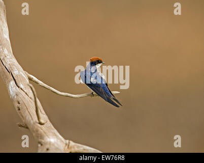 Common Swift Parc National Kruger en Afrique du Sud Banque D'Images