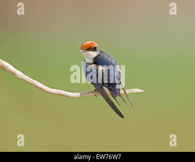 Common Swift Parc National Kruger en Afrique du Sud Banque D'Images