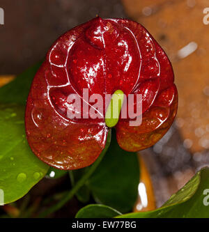 Spathe brun rouge foncé / Vert et de l'Anthurium andreanum spadice 'Deco'' au chocolat sur fond de feuillage vert foncé Banque D'Images