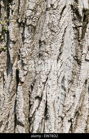 La texture formée par le gros plan de l'écorce d'un vieil arbre Banque D'Images