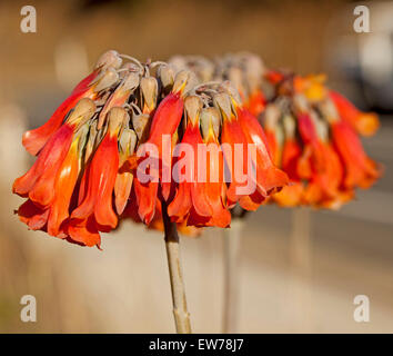 Grappe de belles fleurs en forme de cloche rouge de mère de millions, plante succulente Bryophyllum delagoense / Kalanchoe, une espèce de mauvaises herbes en Australie Banque D'Images