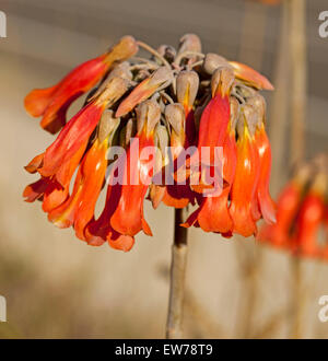 Grappe de belles fleurs en forme de cloche rouge de mère de millions, plante succulente Bryophyllum delagoense / Kalanchoe, une espèce de mauvaises herbes en Australie Banque D'Images