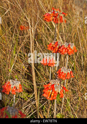 Des grappes de fleurs rouge de mère de millions, plante succulente Bryophyllum delagoense / Kalanchoe, une espèce de mauvaises herbes en Australie Banque D'Images