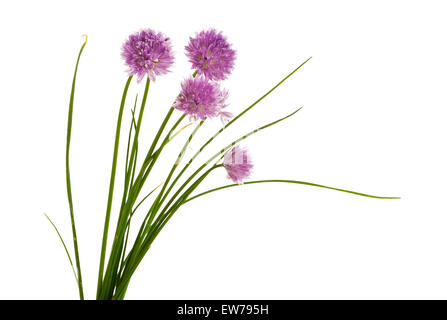 La ciboulette en fleurs isolé sur fond blanc Banque D'Images