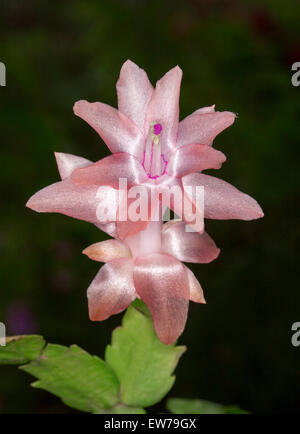 De superbes fleurs rose abricot Schlumbergera truncata de Sanibel, zygocactus, cactus de Noël & tige verte sur fond noir Banque D'Images