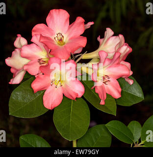 Grappe de fleurs rose profond spectaculaires de rhododendron vireya 'Strawberry tropical parfait & feuilles vert foncé sur fond noir Banque D'Images