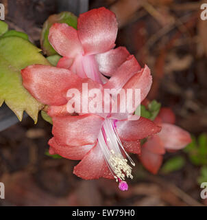 De superbes fleurs rose abricot de Schlumbergera truncata 'Sanibel' , un zygocactus, cactus de Noël avec tige verte visible sur fond brun Banque D'Images