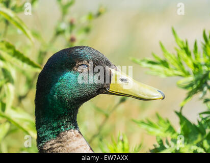 Close-up de tête de canard colvert mâle Banque D'Images