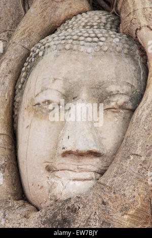 Tête de Bouddha dans le temple Wat Maha That à Ayutthaya, Thaïlande Banque D'Images